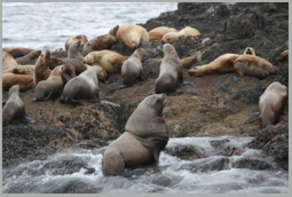 Wildlife Tours