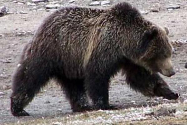 Wildlife