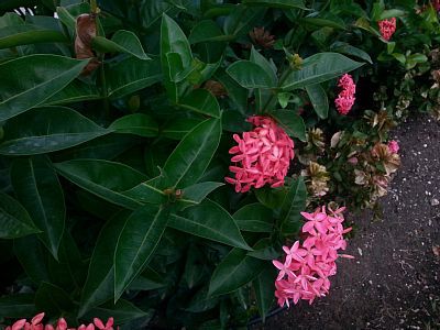 Ixora Flowers in the Garden