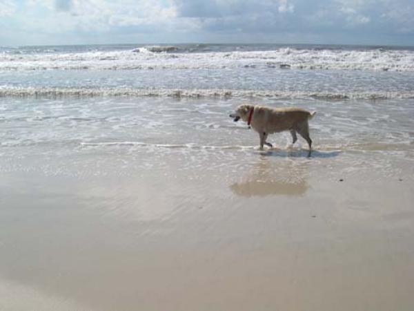 Sam Enjoying Sun, Sand and Surf on Cape San Blas