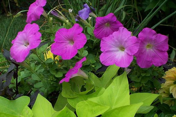 Flower Garden