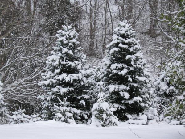 Snow on the farm Jan. 19, 2009