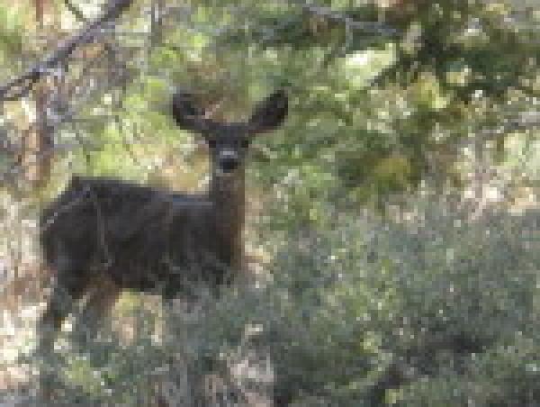 Local friendly resident