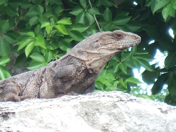 Local Iguana!