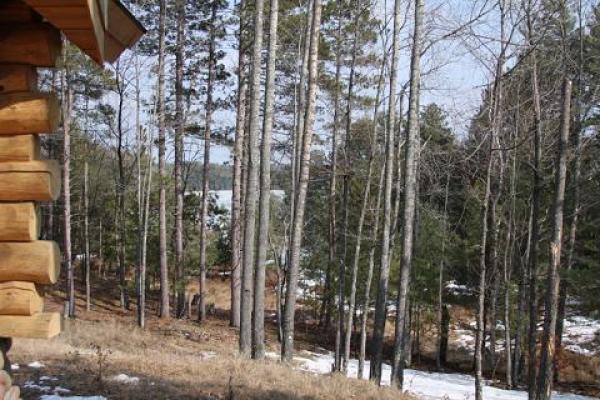Forest View