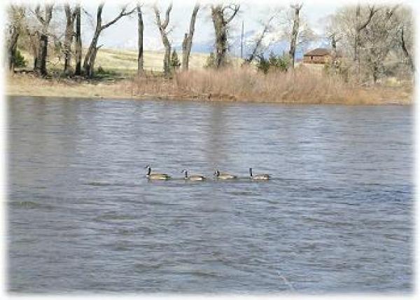 Regular visitors out the back door