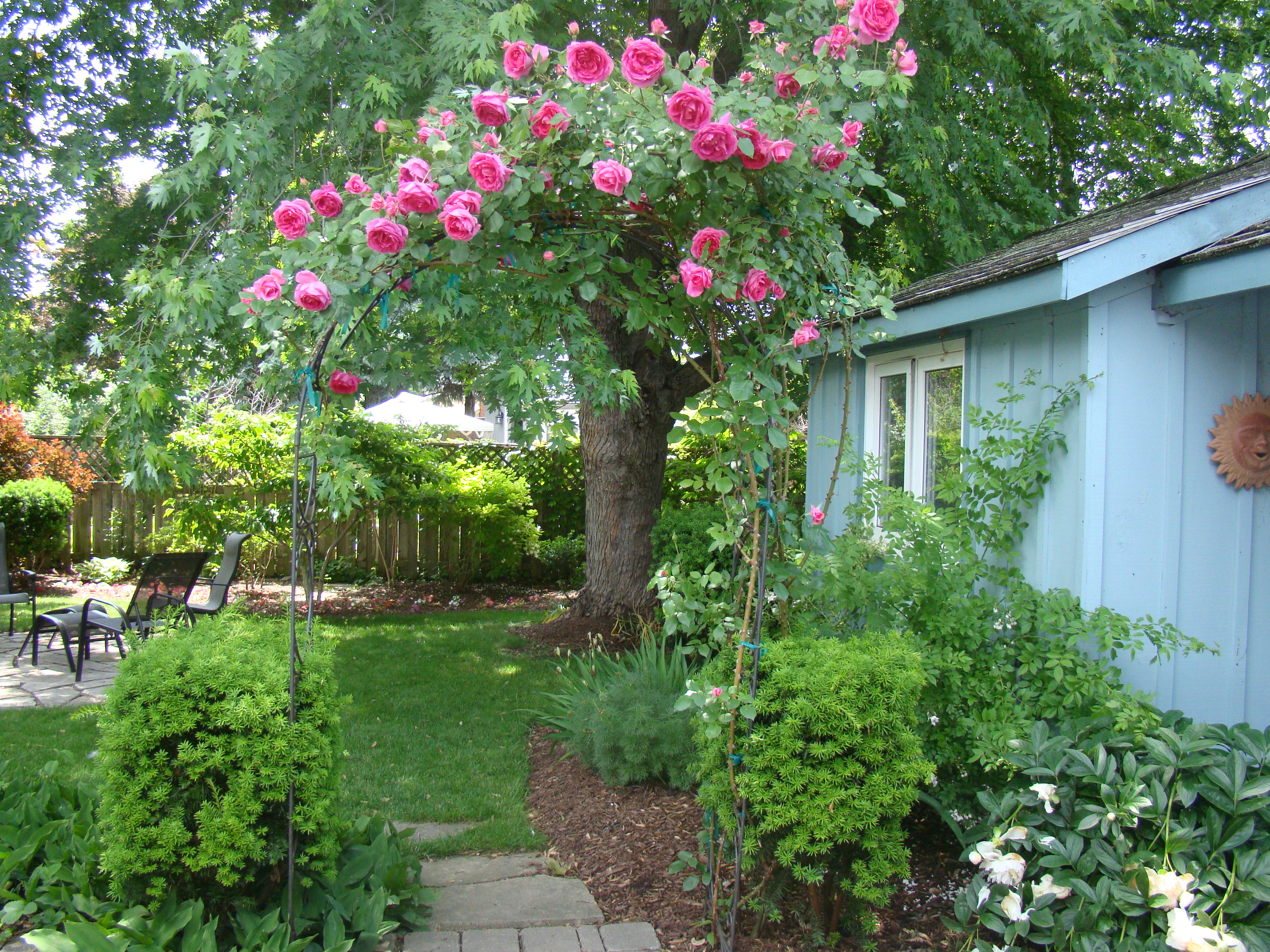 back yard
