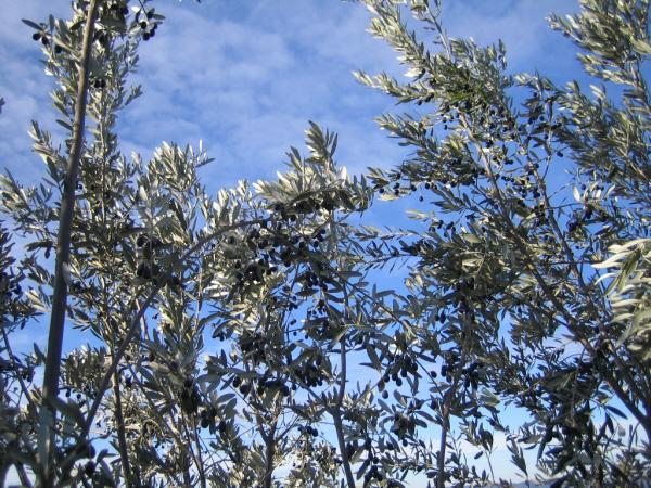 Olive Harvest 