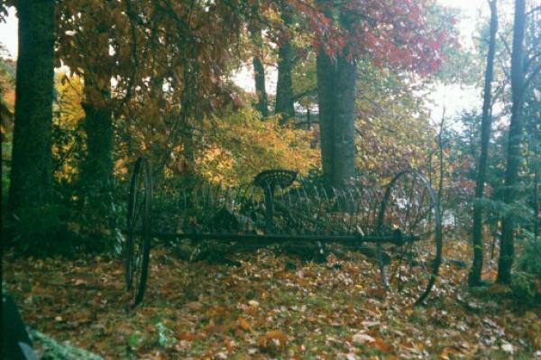 Autum leaves