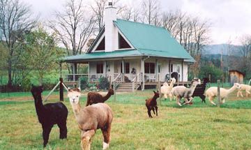 Warne, North Carolina, Vacation Rental Cabin