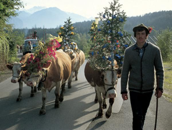 alpine transhumance