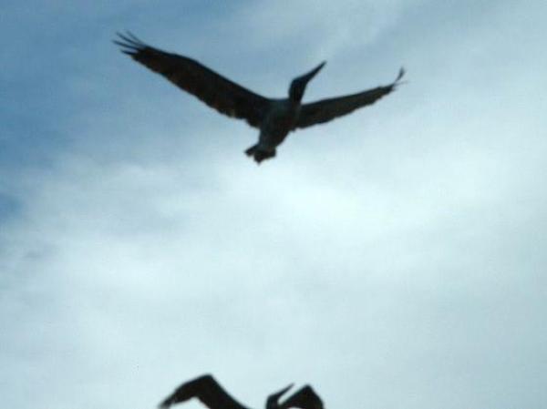 Bird Watching