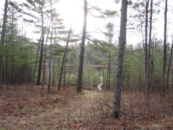  A view from the cottage 