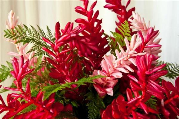 Beautiful Tropical Flowers