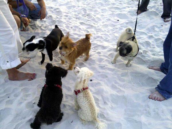 Great for Dogs