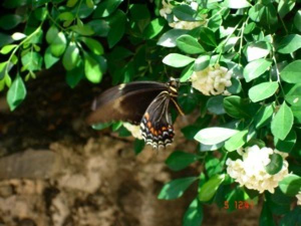 Butterfly