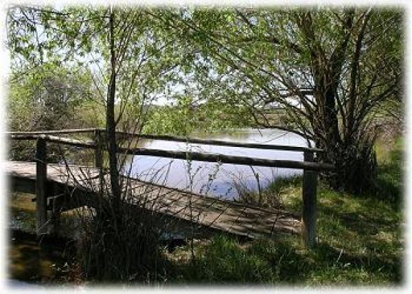 Walkways around and through the pond areas