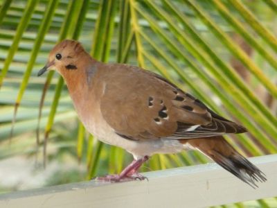 Zenaida Dove on Balcony in Barbados