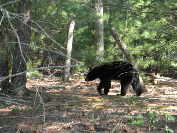 Bear at Cades Cove