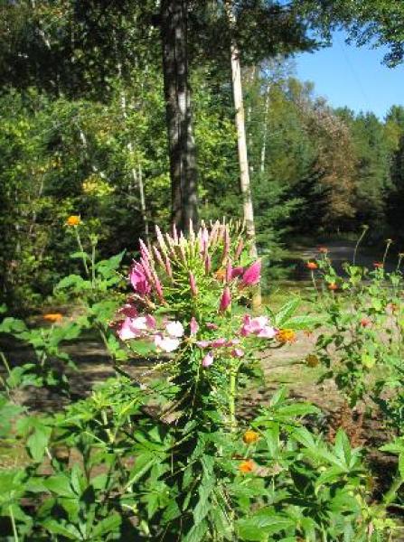 Flower Beds by Lane