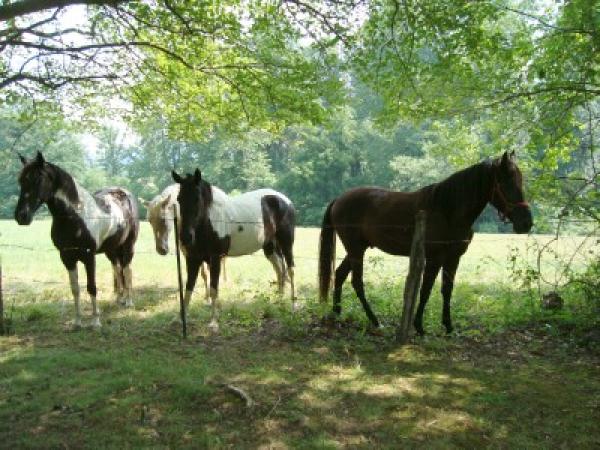 Neighbor's Horses Visit Over the Fence for Carrots