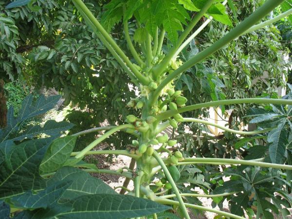 Papaya Tree