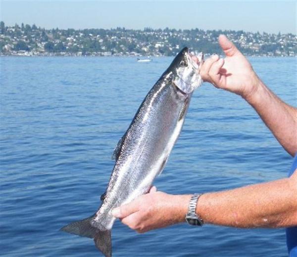 Rainbow, Cutthroat Trout, Bass, Perch, Salmon
