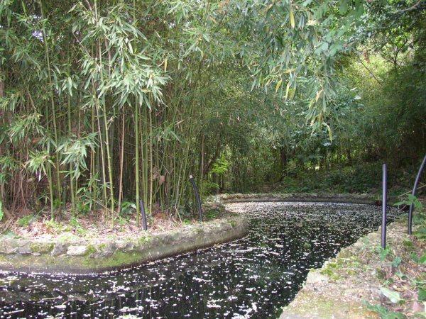 pond