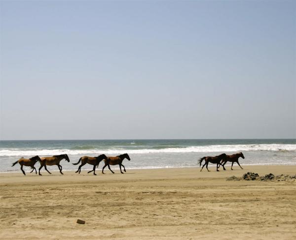 Cangrejo y Toro