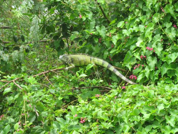 A Friendly Iguana