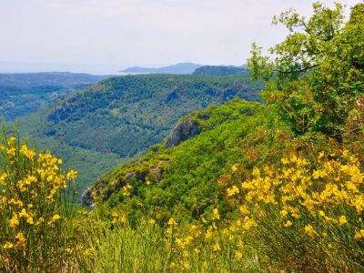The stunning mimosa and cork forests of Pegomas in February