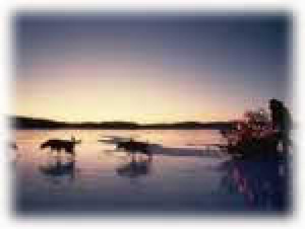 Dog Sledding
