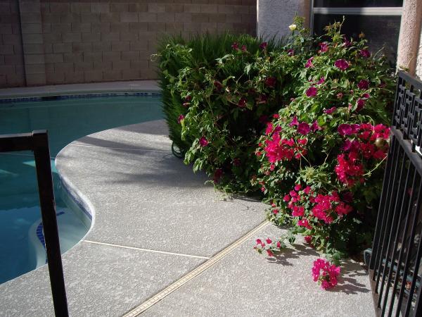 Flowers Around The Pool