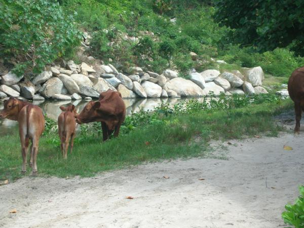 large beach guests