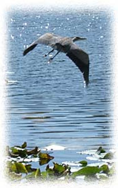 Bird Watching