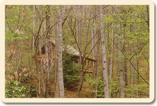 Forest View