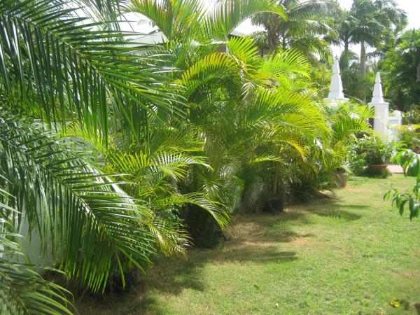 front garden left garden with palms 