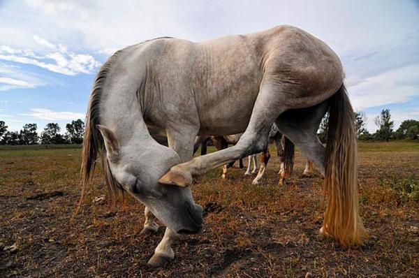 Horse Scratching