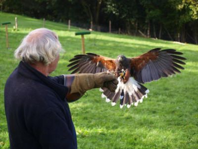 Falconry at the farm