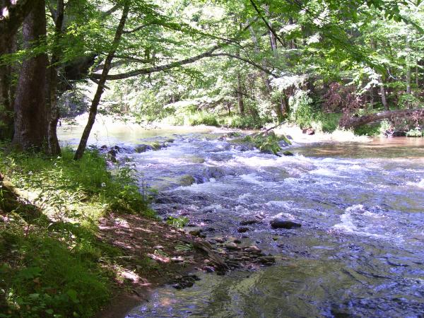 Cosby Creek behind the Cabin