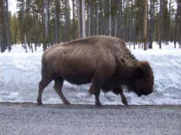 Wildlife