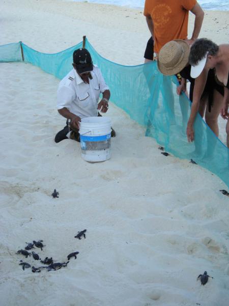 Baby Turtles hatching in front of condo