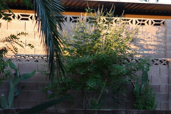 Greenery in Garden