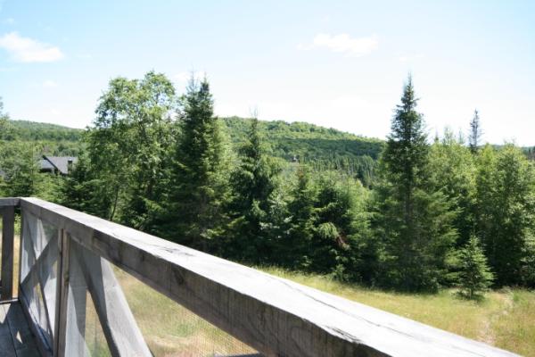 Balcony view of mountains and maple forest	