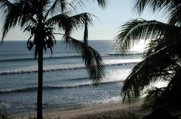 View Between the Palm Trees