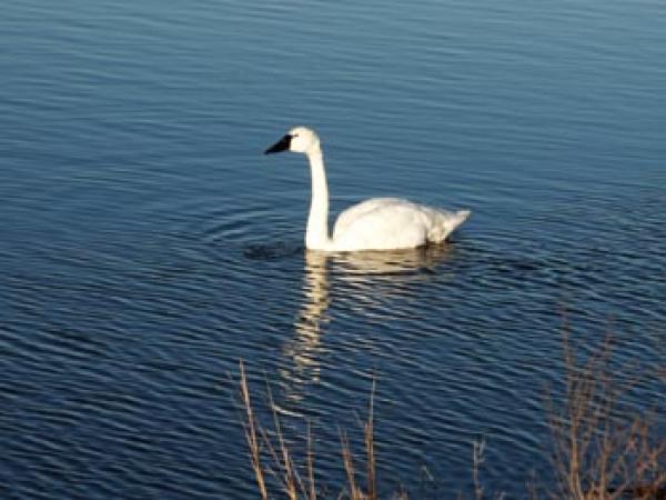 Tundra Swan