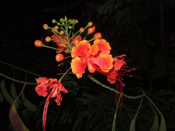 Beautiful local flowers