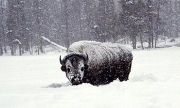 Driggs, Idaho, Vacation Rental House