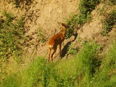 Casa Rossa private park