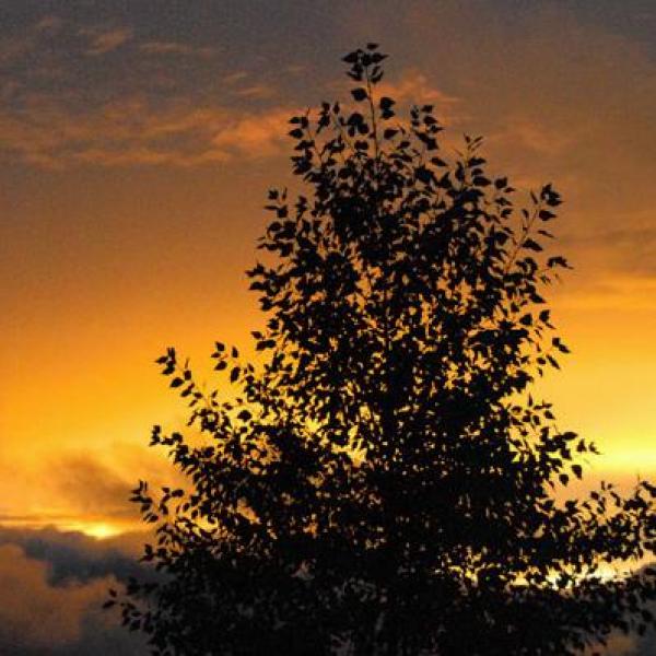 Sun Set View